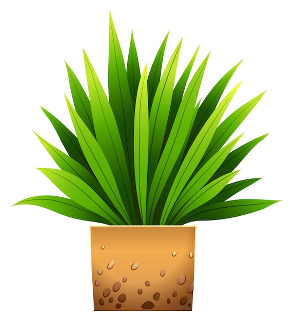 Plant