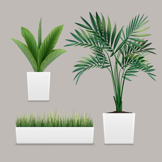 Free vector plants potted in container for use indoors as houseplant and decoration