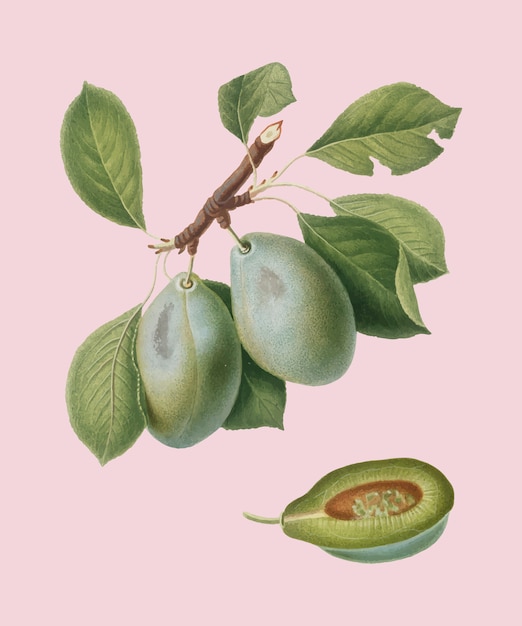 Plum from Pomona Italiana illustration