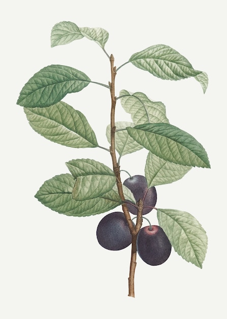 Free Vector plums on a branch