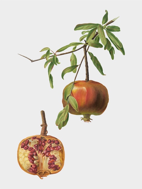 Free Vector pomegranate from pomona italiana illustration