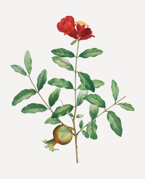 Pomegranate tree branch