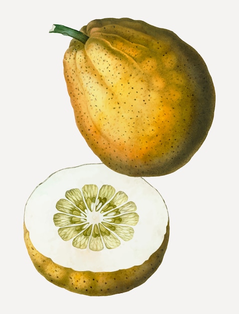 Free Vector pomelo fruit