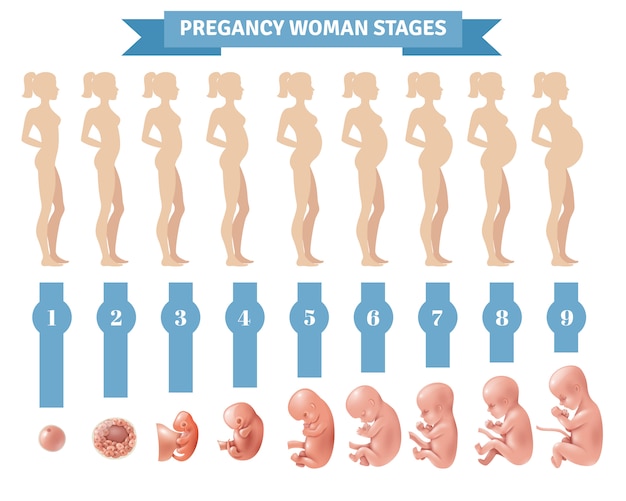 Free Vector pregnancy woman stages 