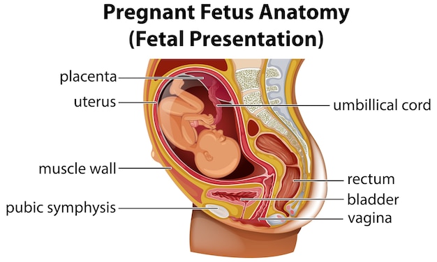 Free Vector pregnant fetus anatomy diagram