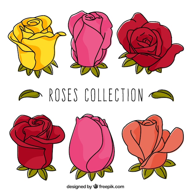 Pretty pack of roses with different colors