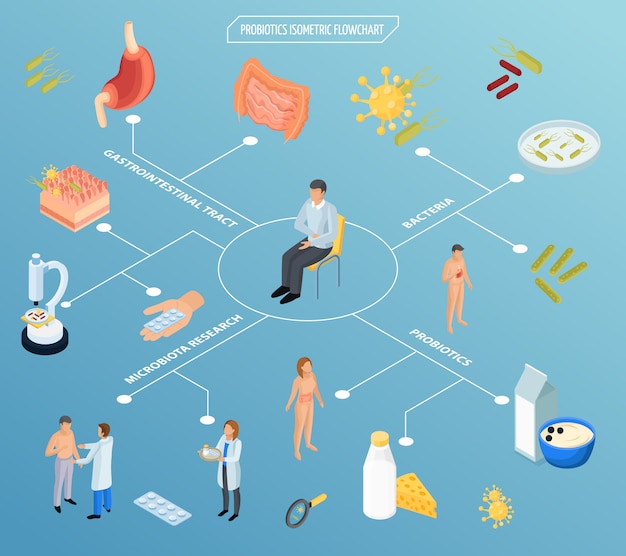 Free vector probiotic therapy isometric flowchart