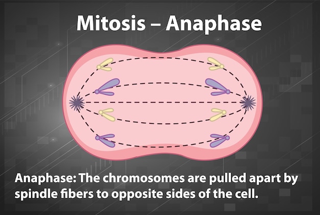 Free Vector process of mitosis anaphase with explanations