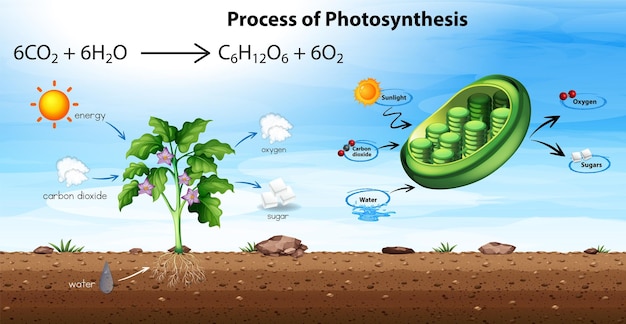 Free Vector process of photosynthesis diagram