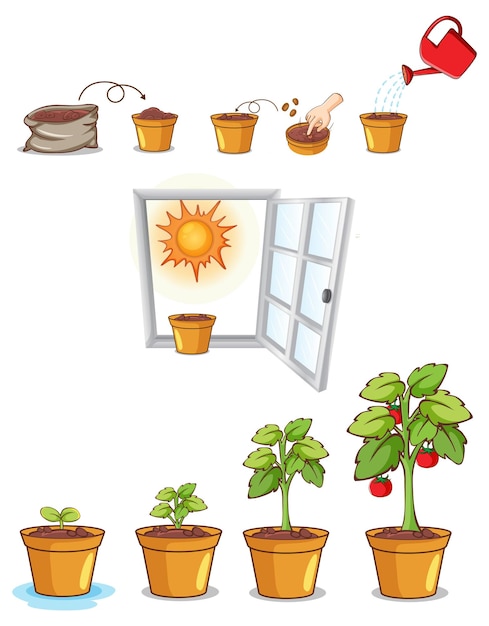 Process of Plant Growth Vector