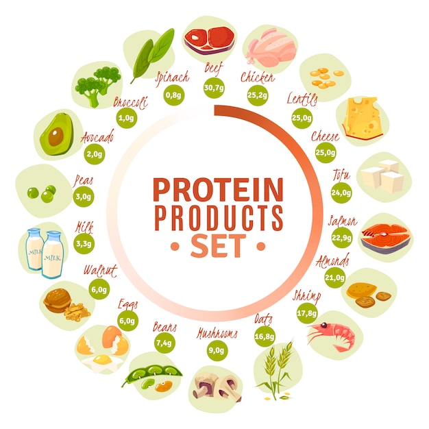 Free Vector protein containing products flat circle diagram 