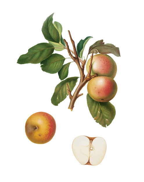 Pupina Apple from Pomona Italiana illustration