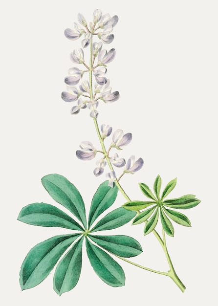 Purple bush lupine