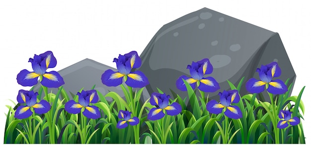 Free Vector purple irish flowers in the garden