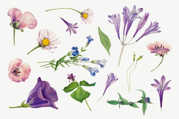 Free Vector purple wild plants  illustration hand drawn set, remixed from the artworks by mary vaux walcott