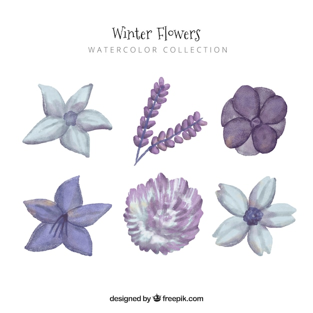 Free Vector purple winter flowers in watercolour