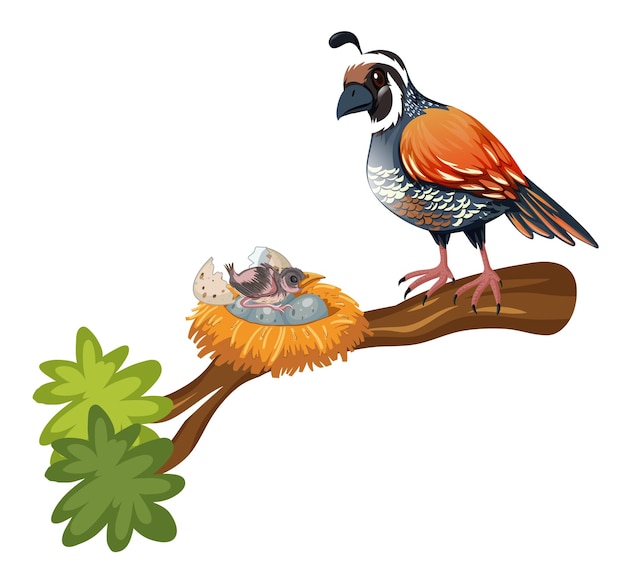 Quail and chick on the branch