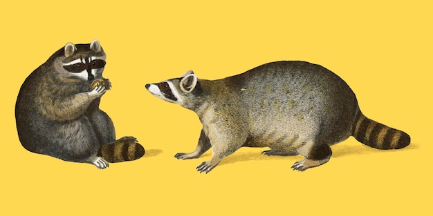 Free vector raccoon (procyon lotor) illustrated by charles dessalines d orbigny (1806-1876).