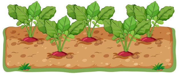 Radishes growing in soil cartoon