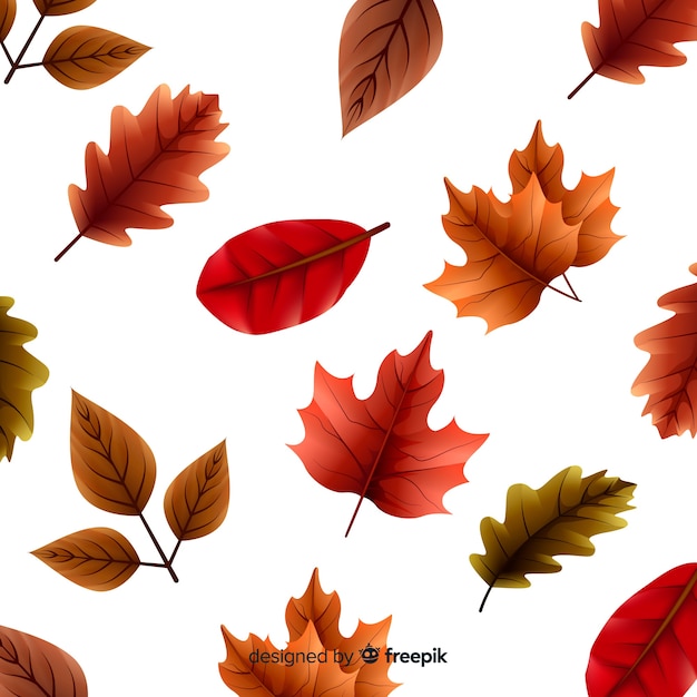 Free Vector realistic autumn forest leaves collection