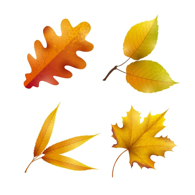 Realistic autumn leaves collection