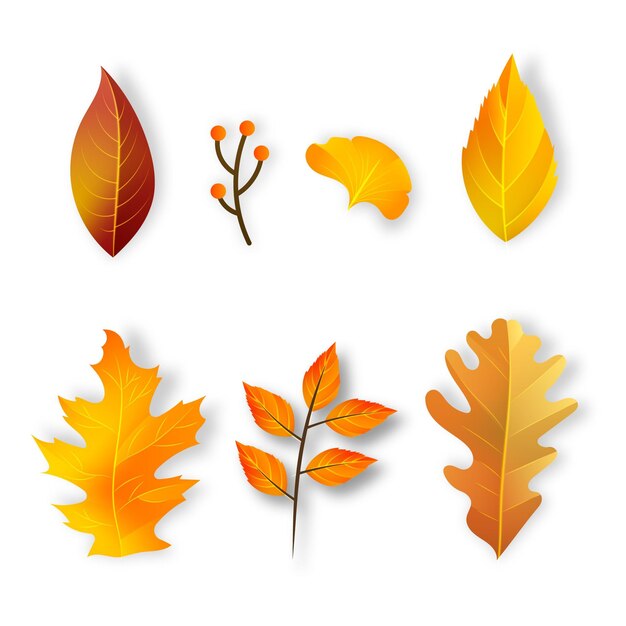 Realistic autumn leaves collection