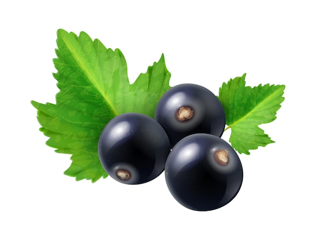 Free Vector realistic berries composition with isolated image of blackcurrant with ripe leaves on blank background vector illustration