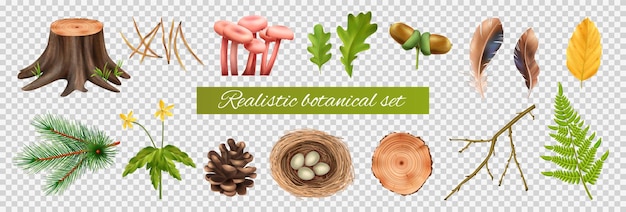 Realistic botanical set on transparent background with isolated icons of leaves and mushrooms with nest eggs vector illustration