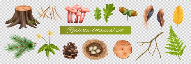 Realistic botanical set on transparent background with isolated icons of leaves and mushrooms with nest eggs vector illustration