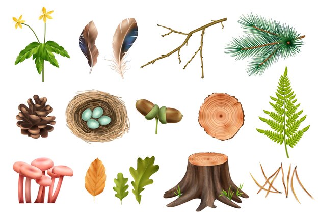 Realistic botanical wooden forest set with isolated icons of cones and flowers with leaves and mushrooms vector illustration