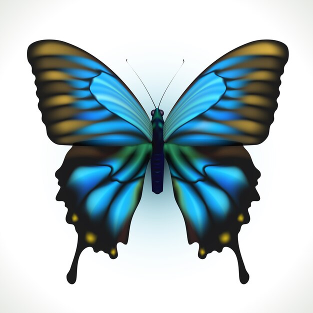 Realistic bright butterfly isolated