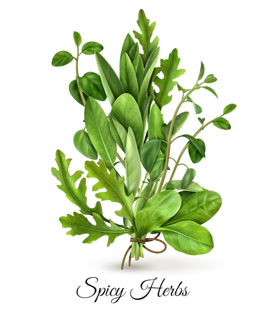 Free Vector realistic bunch of fresh green leafy vegetables spicy herbs with arugula spinach thyme white 