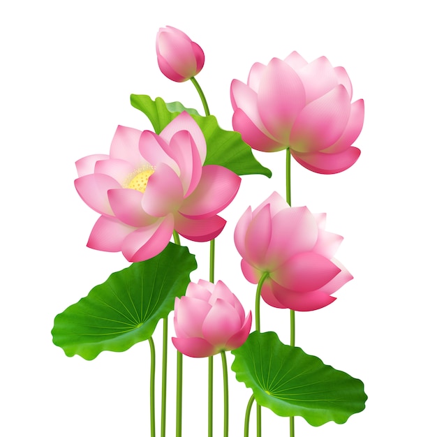 Free vector realistic bunch lotus flowers