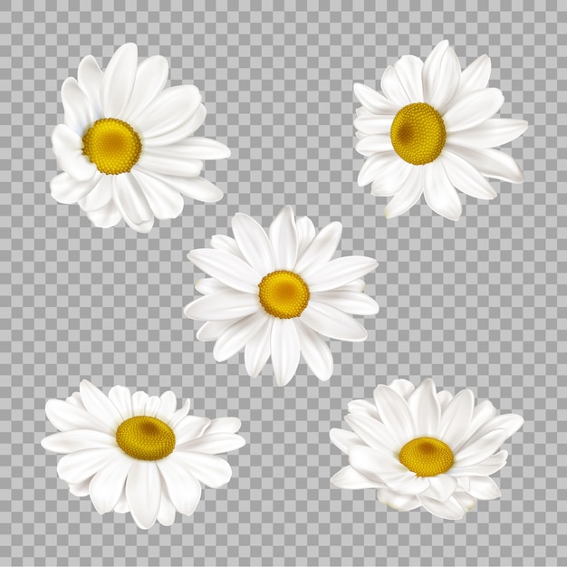 Free Vector realistic chamomile flowers set