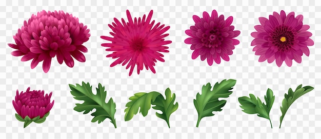 Free Vector realistic chrysanthemum icons set with flowers and leaves on transparent background isolated vector illustration