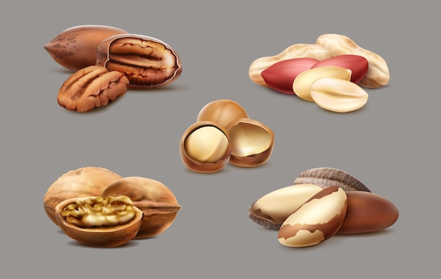 Realistic collection of macadamia Nuts, hazelnut and walnut