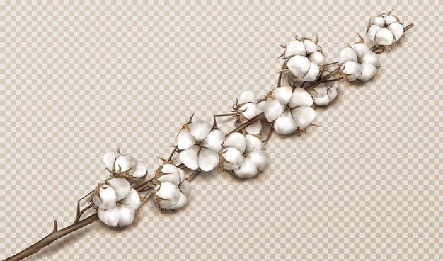 Realistic cotton branch with flowers and stem