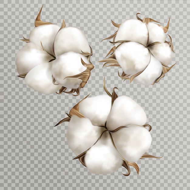 Free Vector realistic cotton flowers ripe opened boll seed