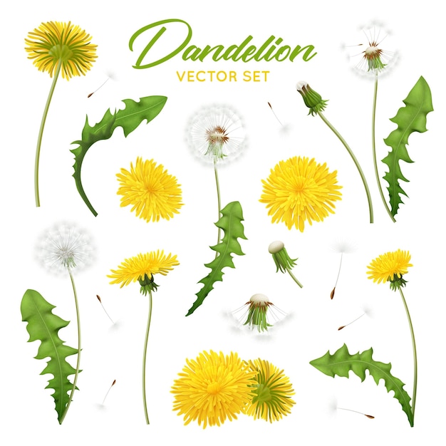 Free Vector realistic dandelions set with editable images of flowers with feathers and green leaves on blank background vector illustration