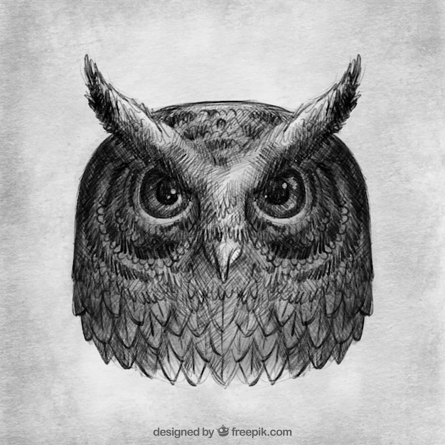 Free Vector realistic drawing of owl