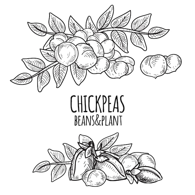 Free vector realistic drawn chickpea beans