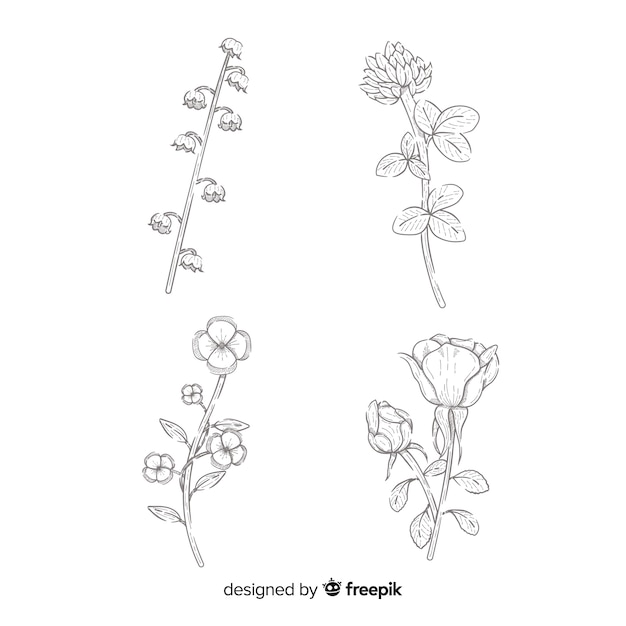 Free Vector realistic flowers collection drawing