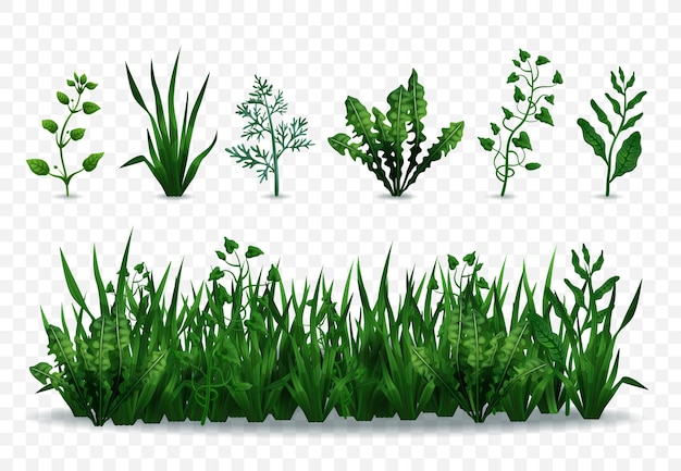 Realistic fresh green grasses and plants isolated on transparent background illustration