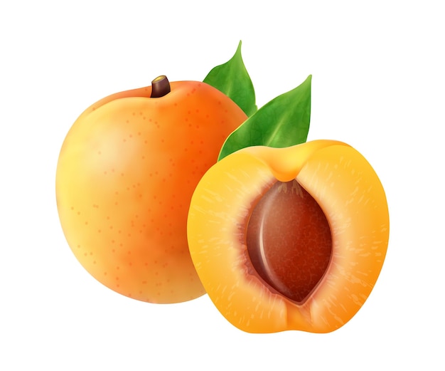 Realistic fruits composition with images of whole and sliced apricot fruit on blank background vector illustration