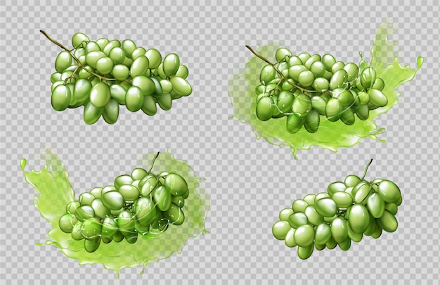 Free Vector realistic grapes bunches and splashes set