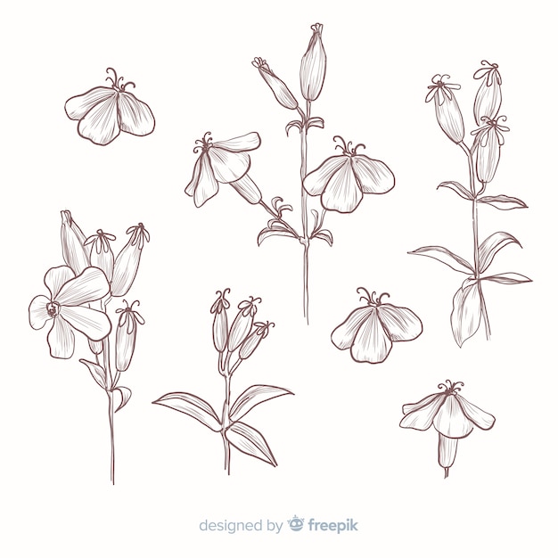 Free Vector realistic hand drawn botanical flowers collection in sepia