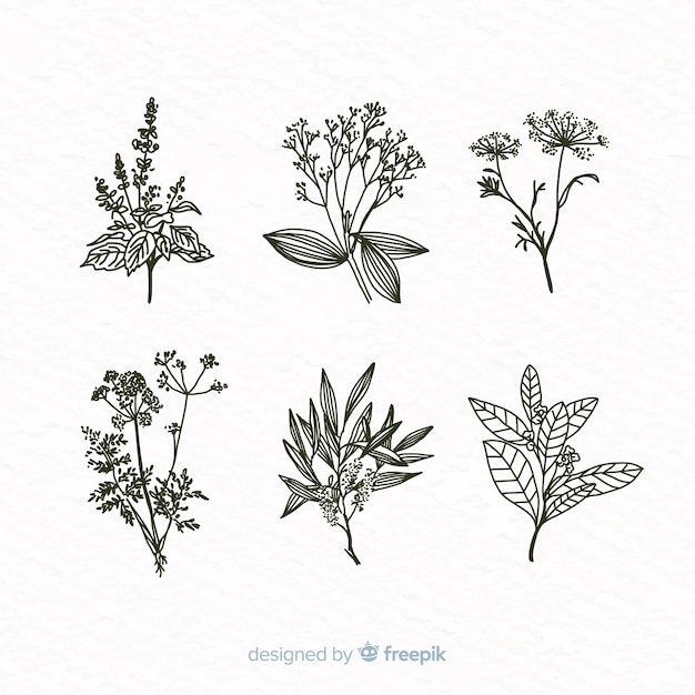 Realistic hand drawn botanical flowers collection