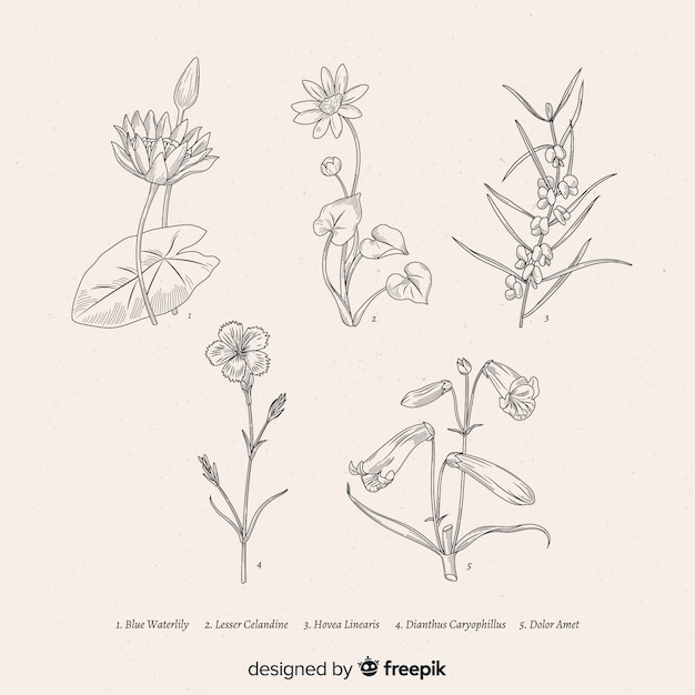 Realistic hand drawn botanical flowers collection