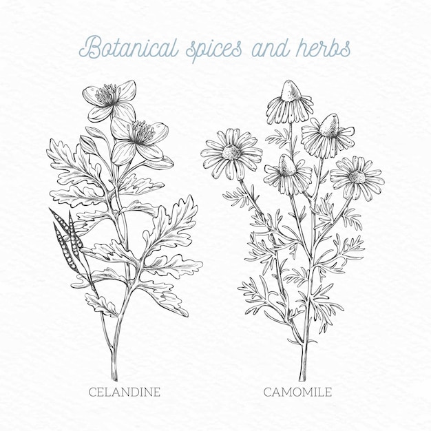 Realistic hand drawn botanical spices and herbs