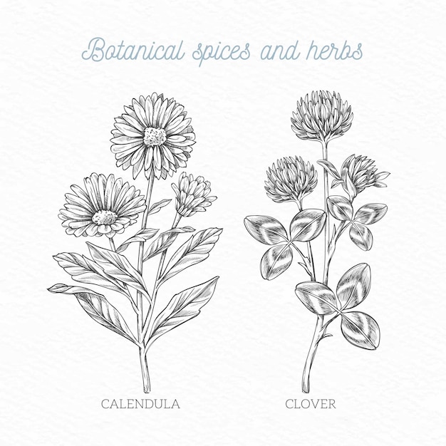 Free Vector realistic hand drawn botanical spices and herbs